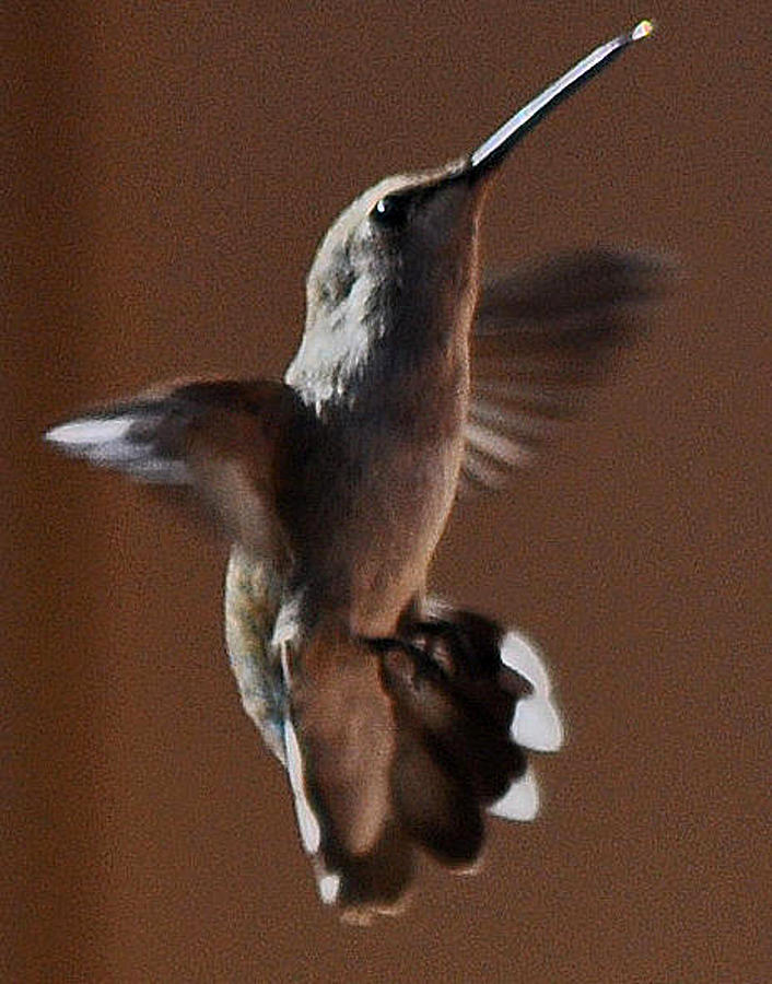 Hummingbird Photograph - Broadtail Female Anna in flight  by Jay Milo