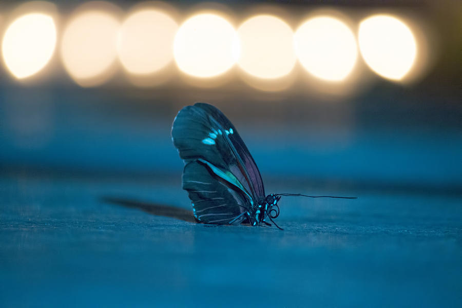Butterfly Photograph - Broadway Butterfly Star by Becca Buecher