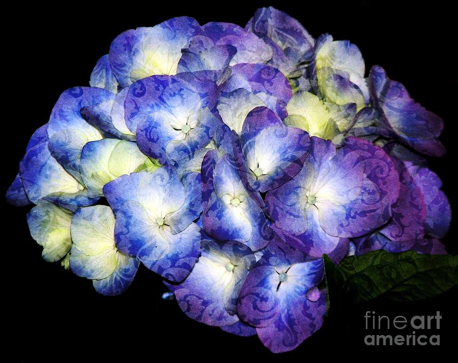 Brocade Hydrangea Photograph by Rose Santuci-Sofranko