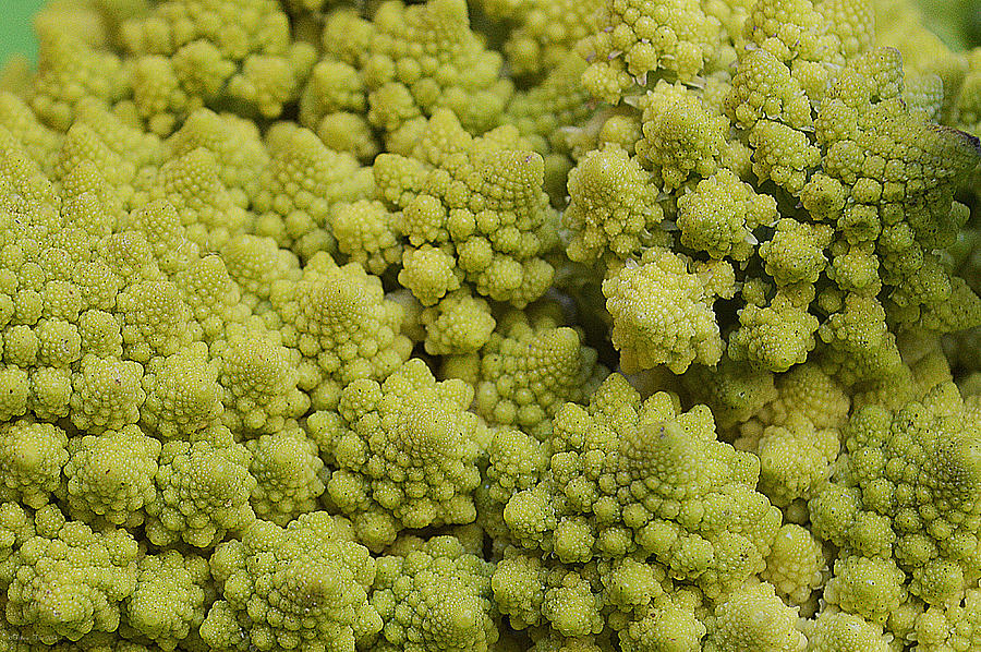 Broccoli Heirloom Photograph by Felicia Tica