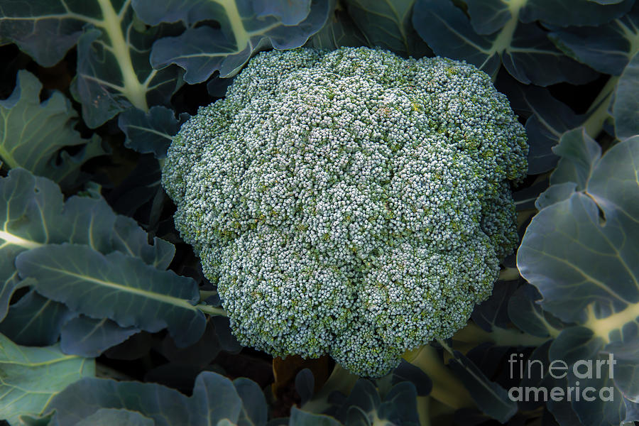 Broccoli Photograph by Robert Bales