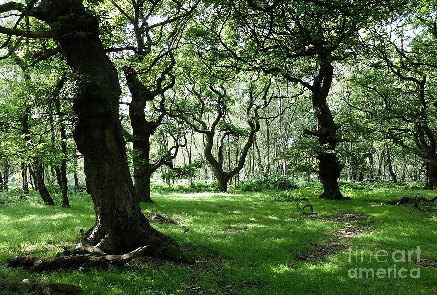 coppice man