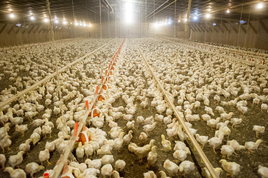 Broiler chickens in poultry house Photograph by Edwin Remsberg