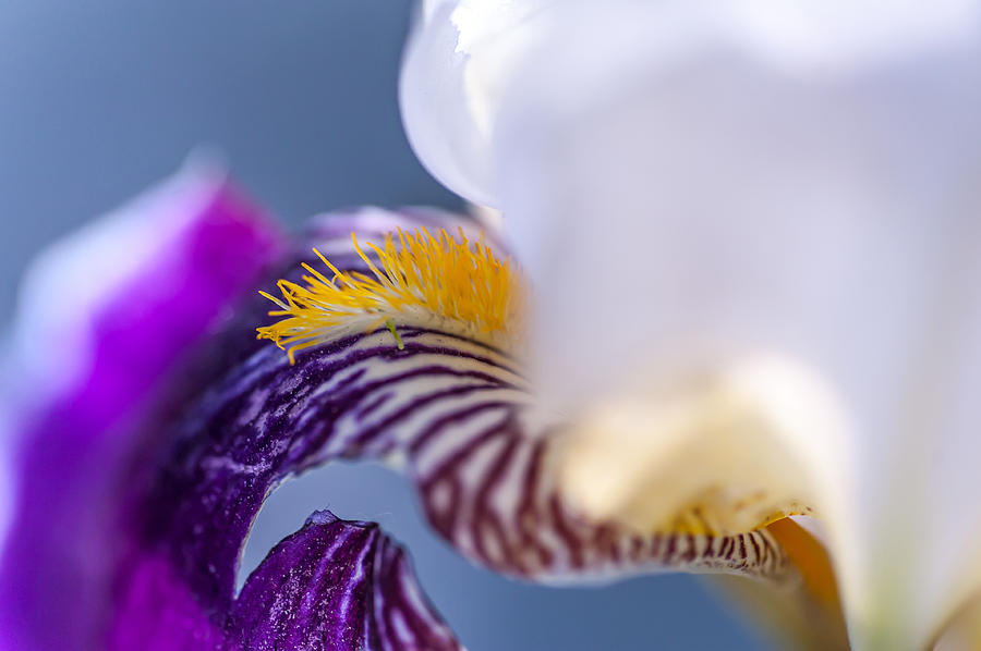 Iris Photograph - Broken Beauty. Macro Iris Series by Jenny Rainbow