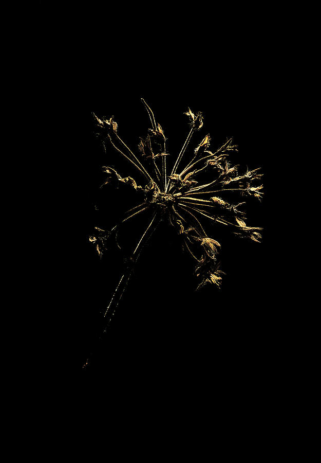 Flowers Still Life Photograph - Broken Flower by Okan Yazici