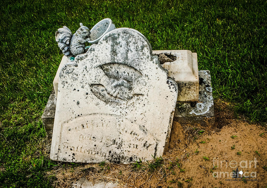 Broken Headstone Squirel Photograph by Grace Grogan
