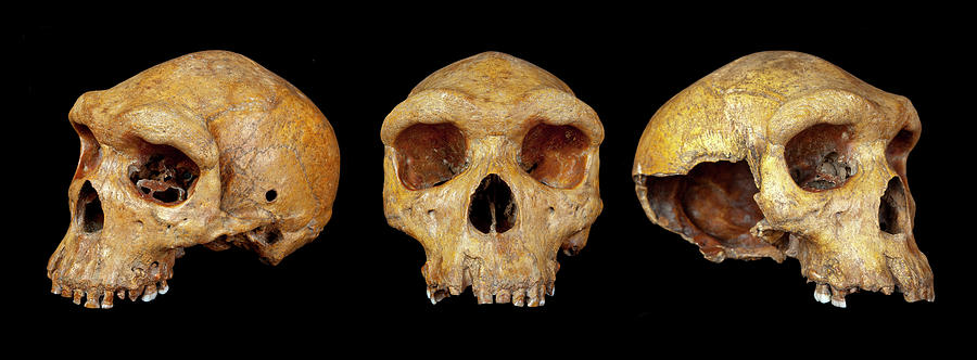 Skull Photograph - Broken Hill Skull by Natural History Museum, London