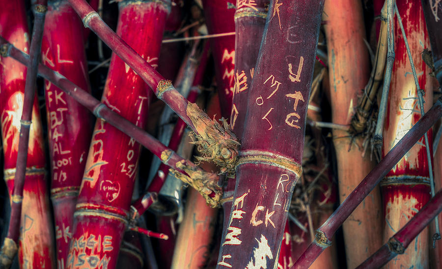 Bamboo Photograph - Broken Promises by Wayne Sherriff