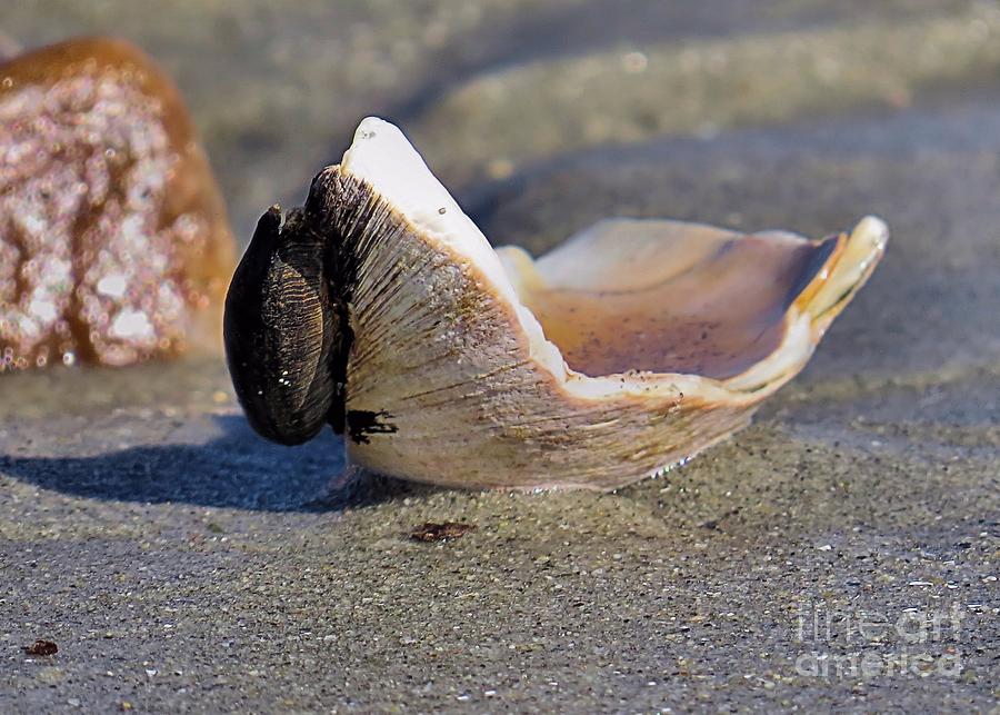 Broken Seashell Photograph by Janice Drew