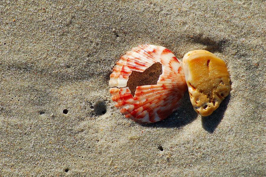 Broken shells Photograph by Fletcher Waynick Fine Art America