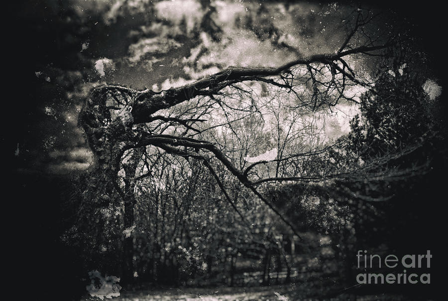 Black And White Photograph - Broken Tree by Wood Dickinson