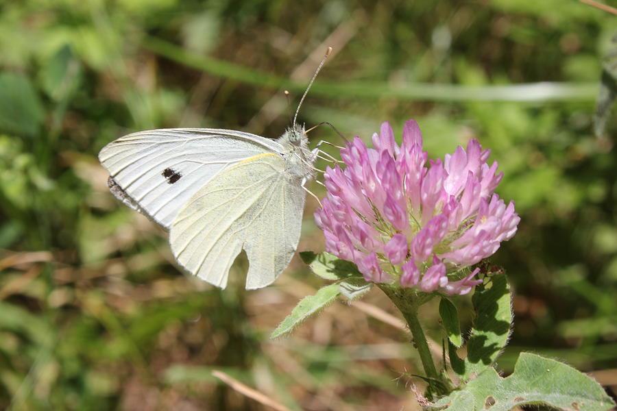 Broken Wing Photograph by Jessica Beyenhof - Pixels