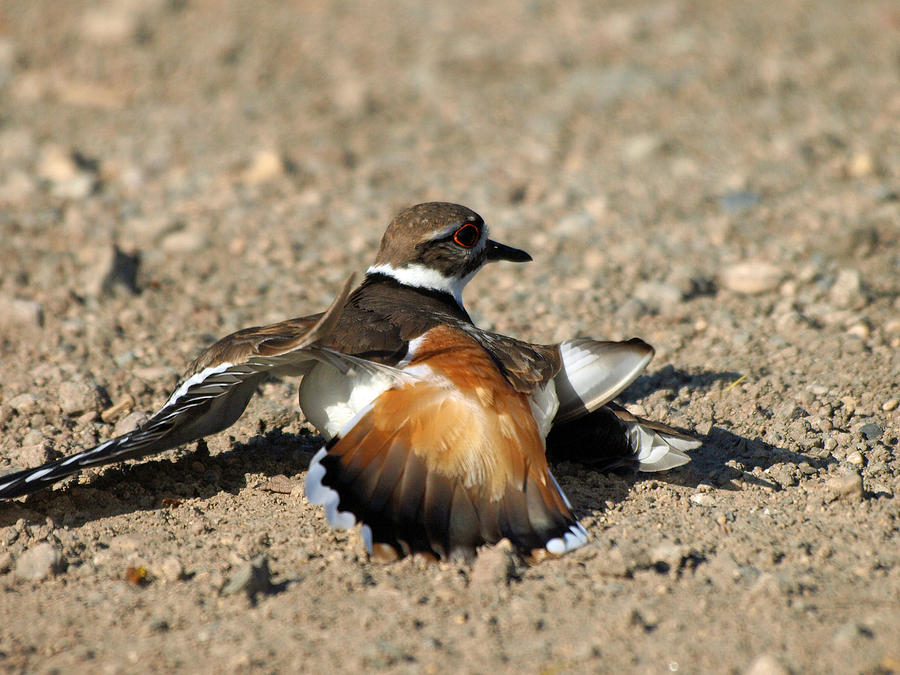 Broken Wing Killdeer Photograph by James Peterson