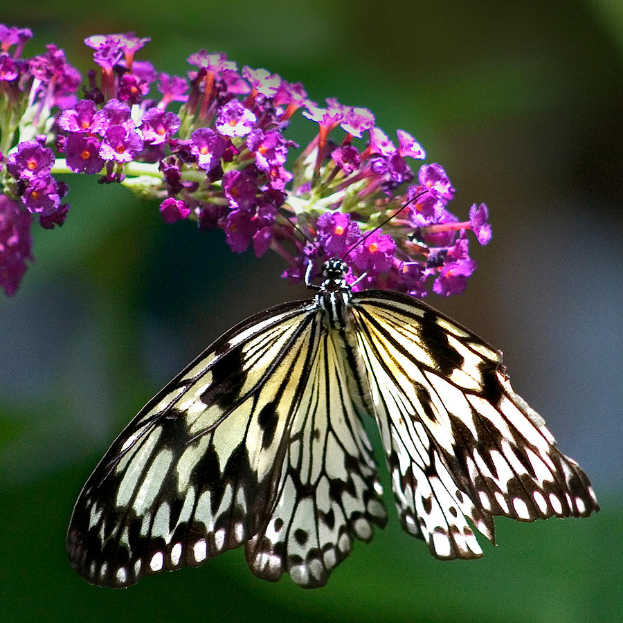 Broken Wing of Black and White on Purple Photograph by Karen Stephenson