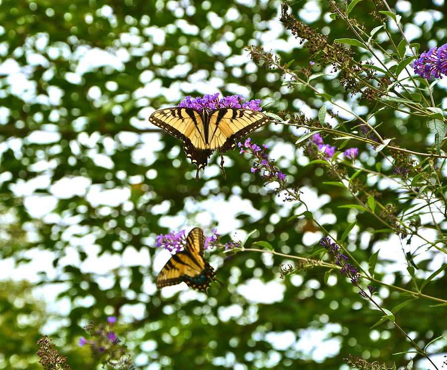 broken-wing-photograph-by-susan-morrell-fine-art-america