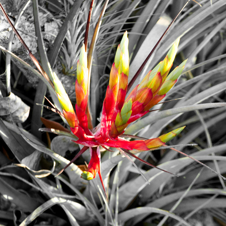 Bromeliad 1 Photograph