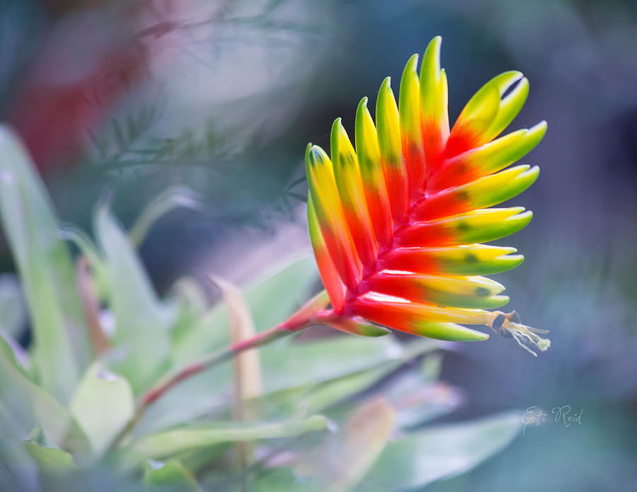 Bromeliad beauty Photograph by Eti Reid