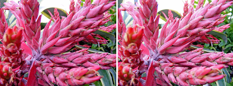 Bromeliad Blossom in Stereo Photograph by Duane McCullough