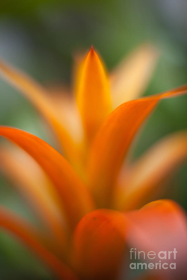 Flower Photograph - Bromeliad Flow by Mike Reid