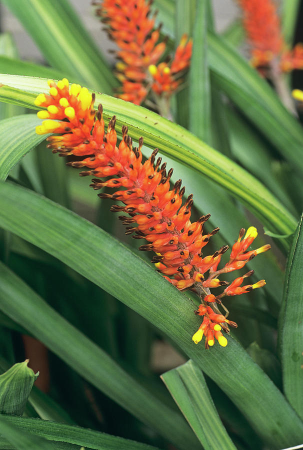 Nature Photograph - Bromeliad Flower by Anthony Cooper/science Photo Library