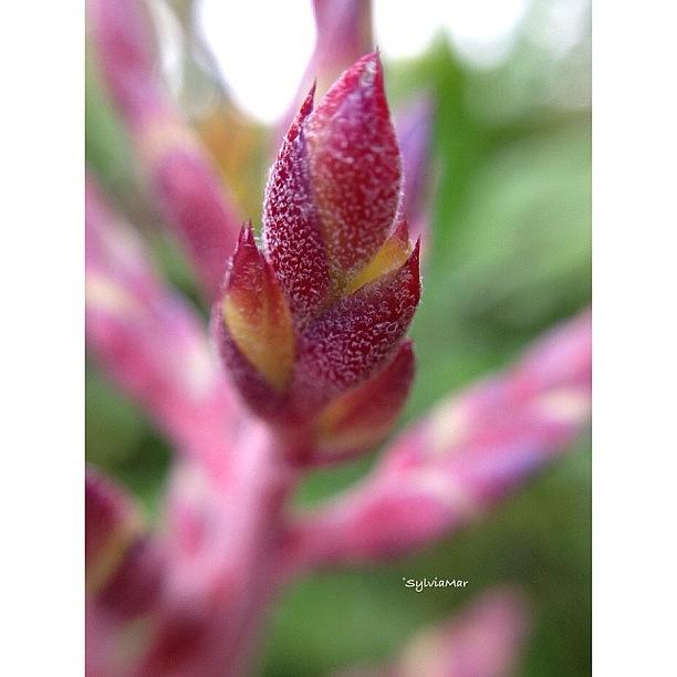 Bromeliad Flower Detail Photograph by Sylvia Martinez