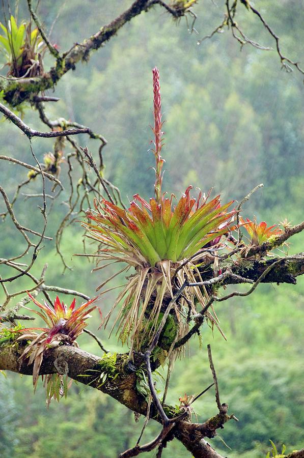 Nature Photograph - Bromeliad In Flower Growing On A Tree by Sinclair Stammers/science Photo Library