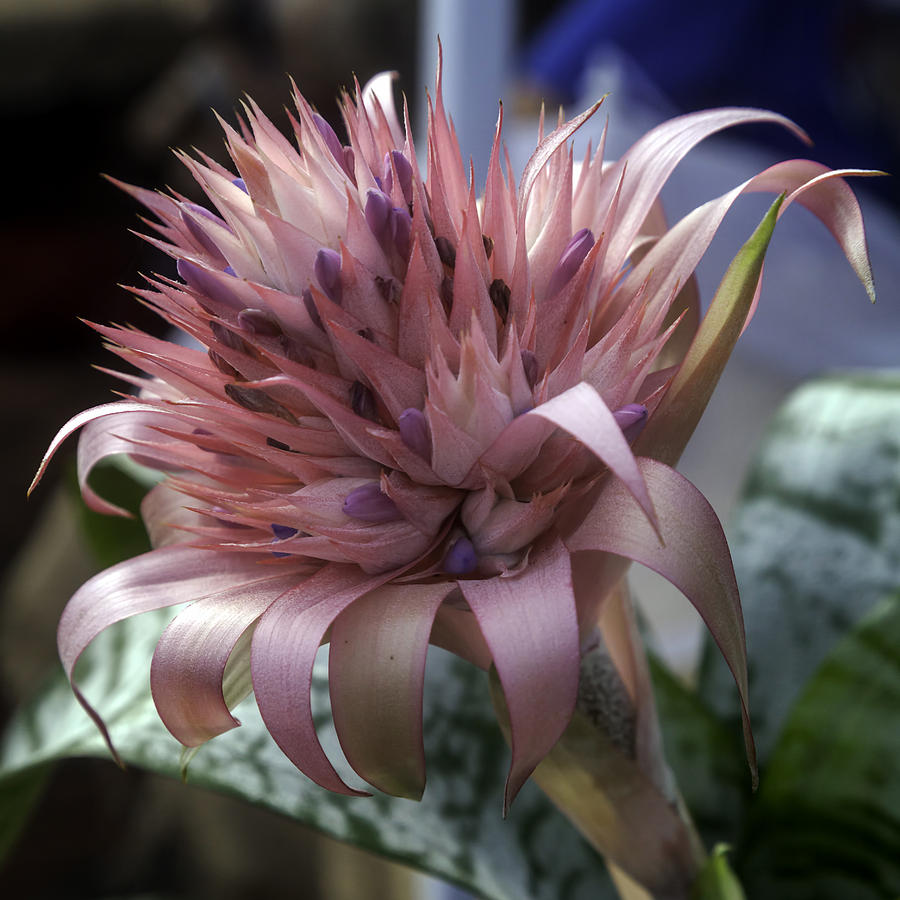 Bromeliad Photograph - Bromeliad in the Pink by Lynn Palmer