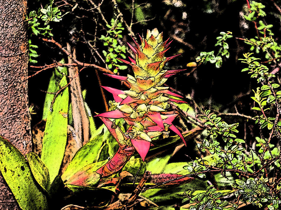 Bromeliad Photograph by Lorraine Baum