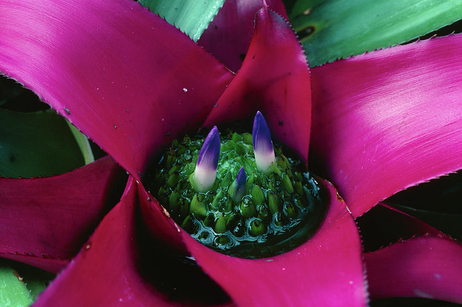 Nature Photograph - Bromeliad Plant (neoregelia Carolinae) by Steve Taylor/science Photo Library