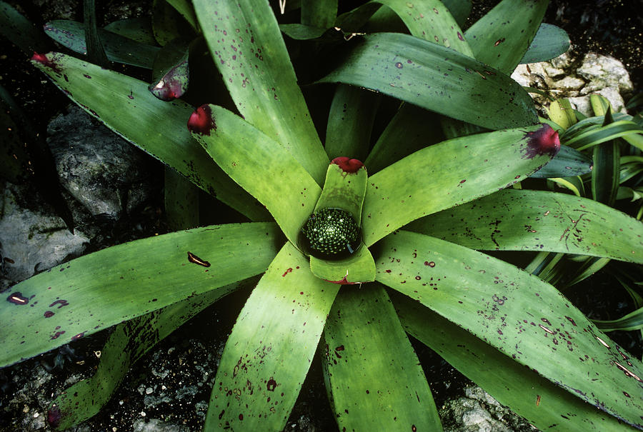 Nature Photograph - Bromeliad Plant (neoregelia Cruenta) by Steve Taylor/science Photo Library