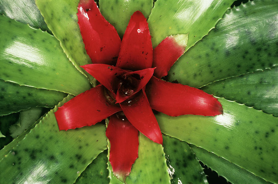 Nature Photograph - Bromeliad Plant (neoregelia Sp.) by Steve Taylor/science Photo Library