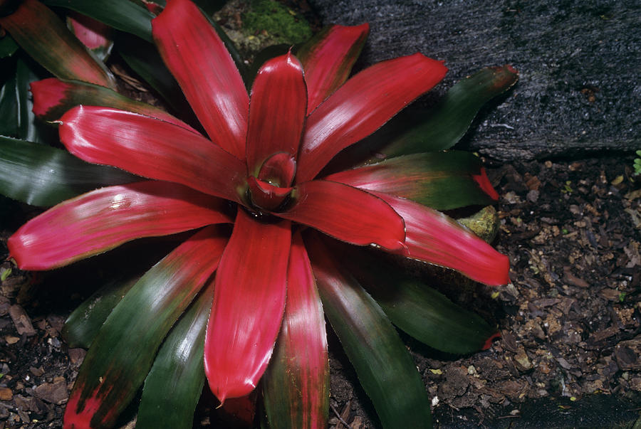 Nature Photograph - Bromeliad Plant scarlet Charlotte by Sally Mccrae Kuyper/science Photo Library