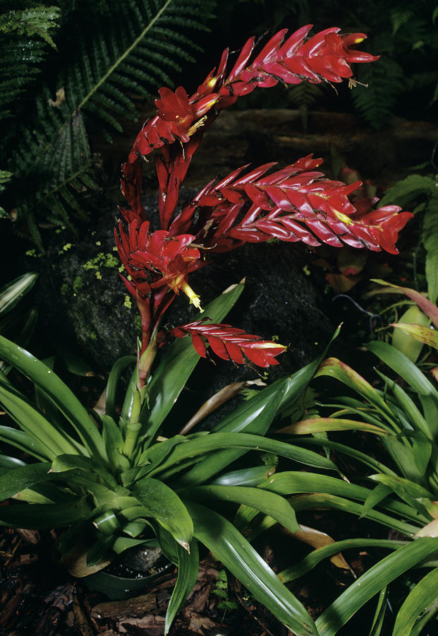 Nature Photograph - Bromeliad Plant (vriesea Poelmanii) by Sally Mccrae Kuyper/science Photo Library
