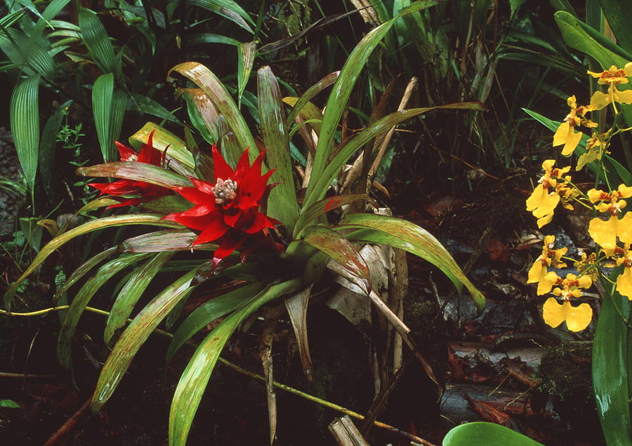 Orchid Photograph - Bromeliad Plant With Orchid by Sinclair Stammers/science Photo Library