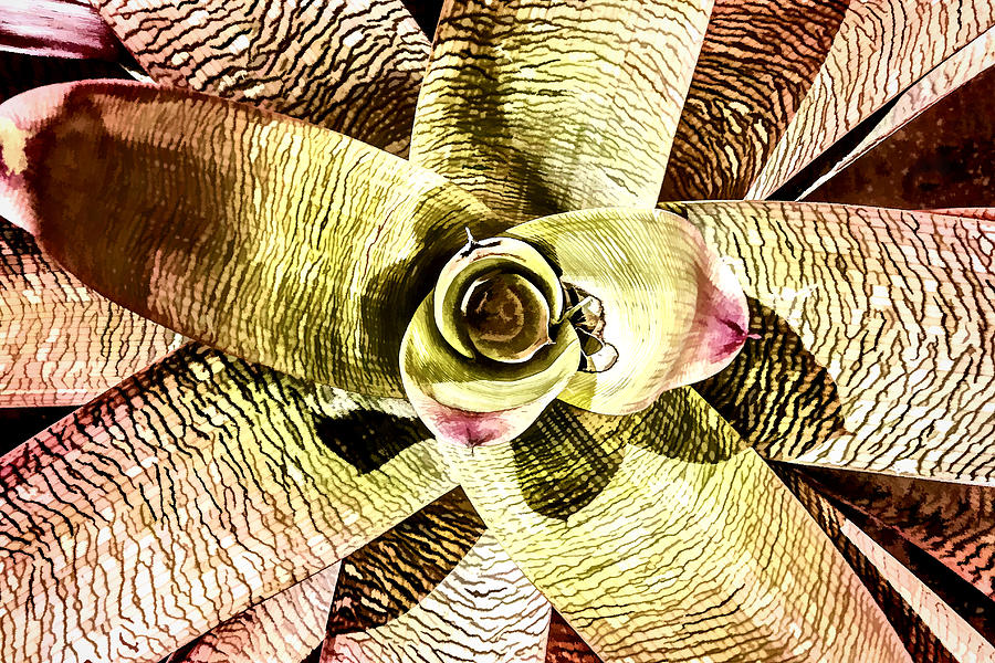 Bromeliad Symmetry Digital Art by Photographic Art by Russel Ray Photos