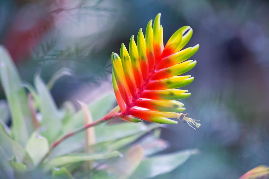 Nature Photograph - Bromeliad symphony  by Eti Reid