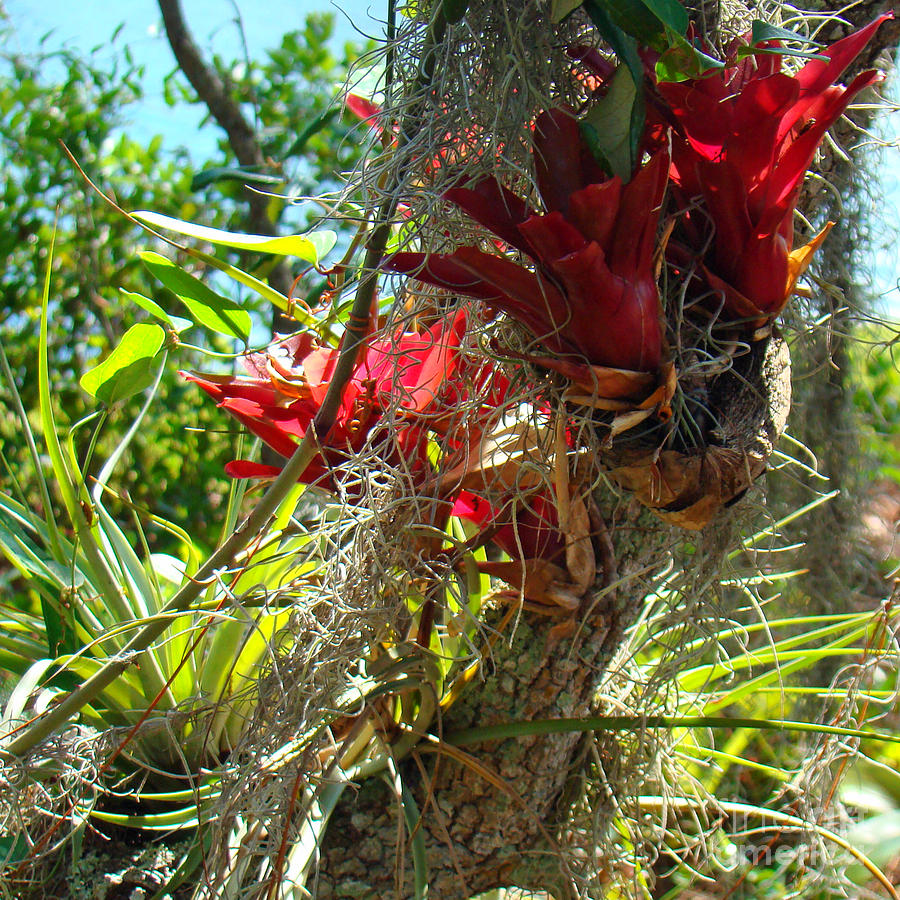 Bromeliads 2 Photograph by Nancy L Marshall