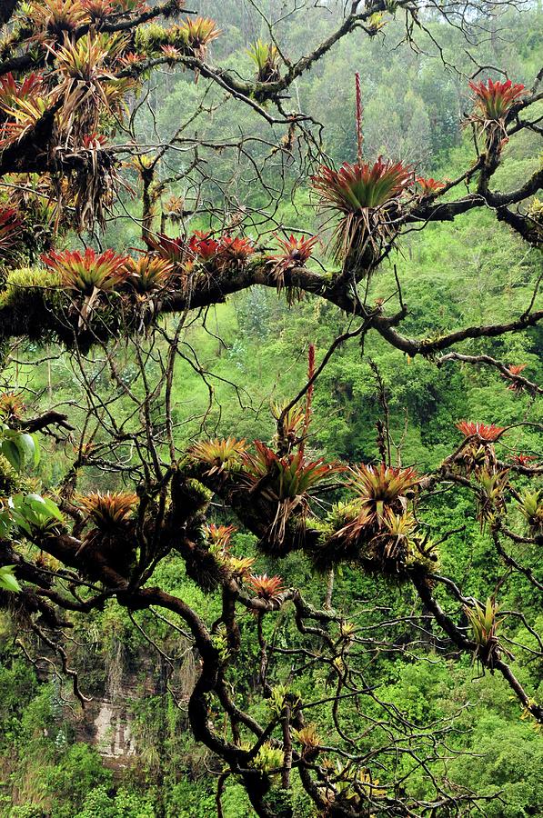 Nature Photograph - Bromeliads Growing On A Tree by Sinclair Stammers/science Photo Library