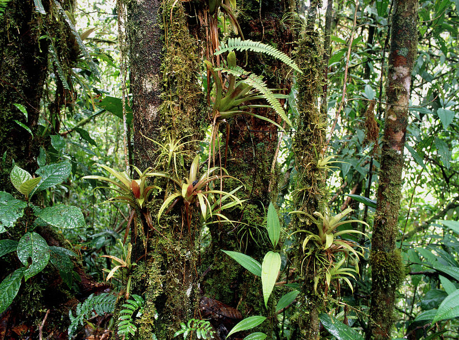 Nature Photograph - Bromeliads Growing On Trees In Rainforest by Dr Morley Read/science Photo Library