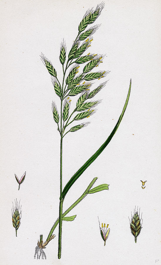 Bromus Mollis Var. Genuinus Soft Brome-grass Var Drawing by English ...