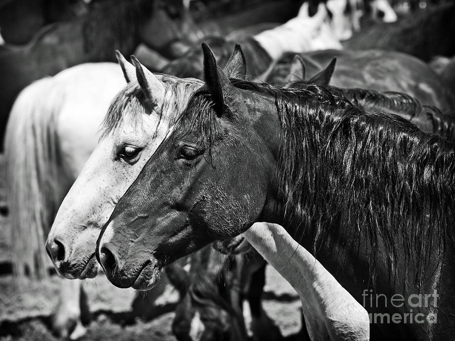Horse Photograph - Bronc Buddies in Black and White by Lincoln Rogers