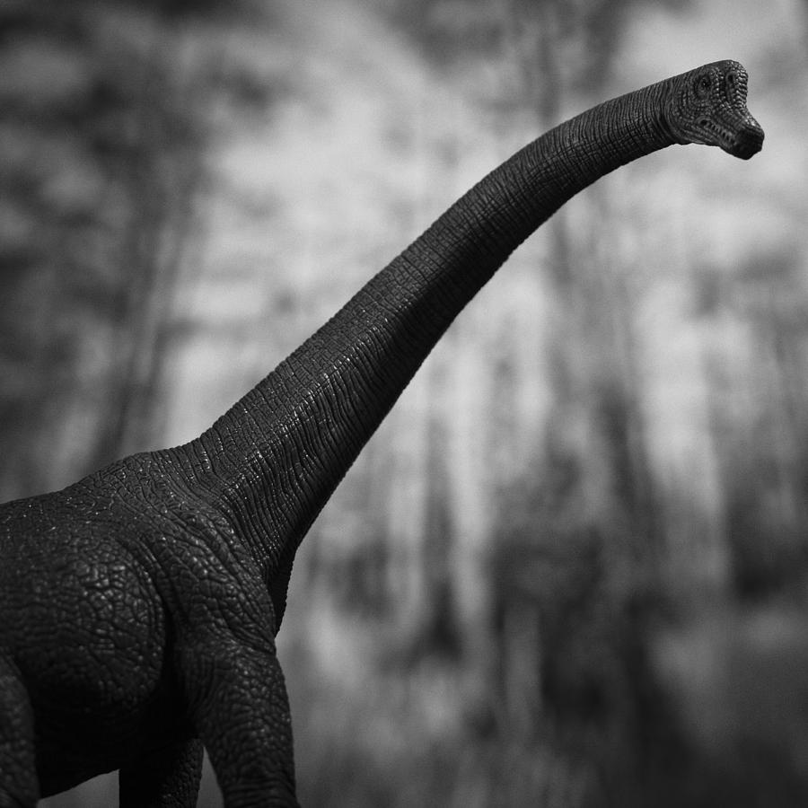 Brontosaurus Photograph