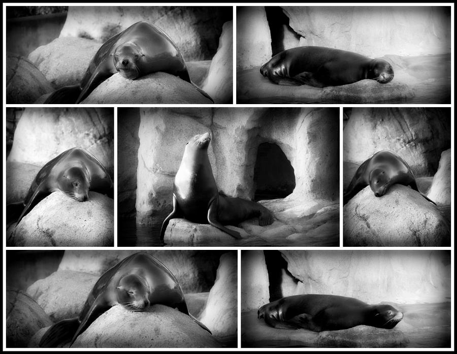 Bronx Zoo Sea Lion Collage Black and White Photograph by Aurelio Zucco