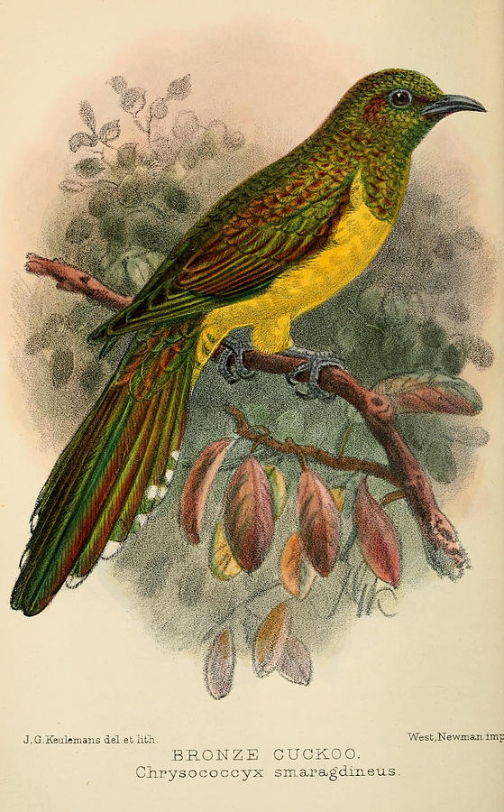 John James Audubon Painting - Bronze Cuckoo by Dreyer Wildlife Print Collections 