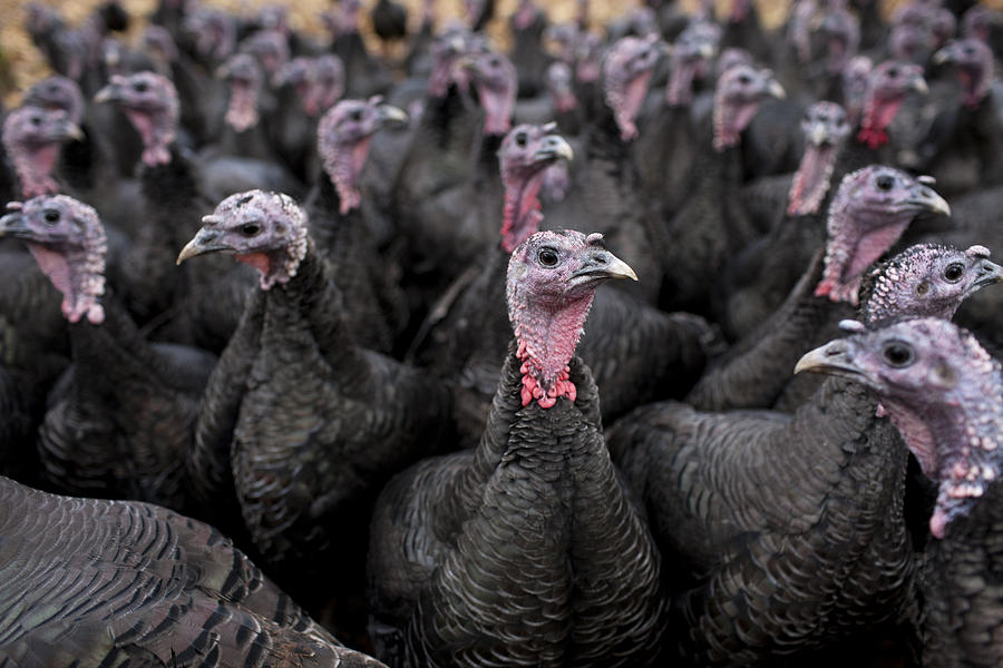 Bronze free-range turkeys Photograph by Nick David
