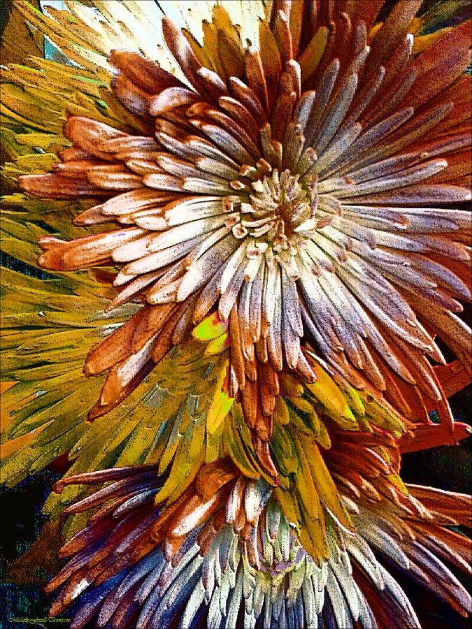 Bronze Fuji Spider Mum Photograph by Michelle Frizzell-Thompson