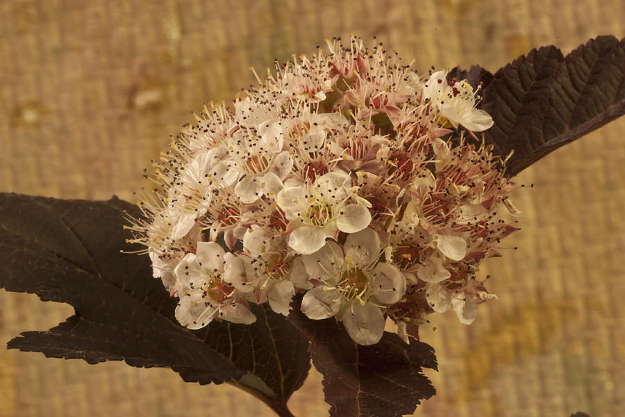 Bronze Leafed Spirea Blossom Macro Photograph by Sandra Foster