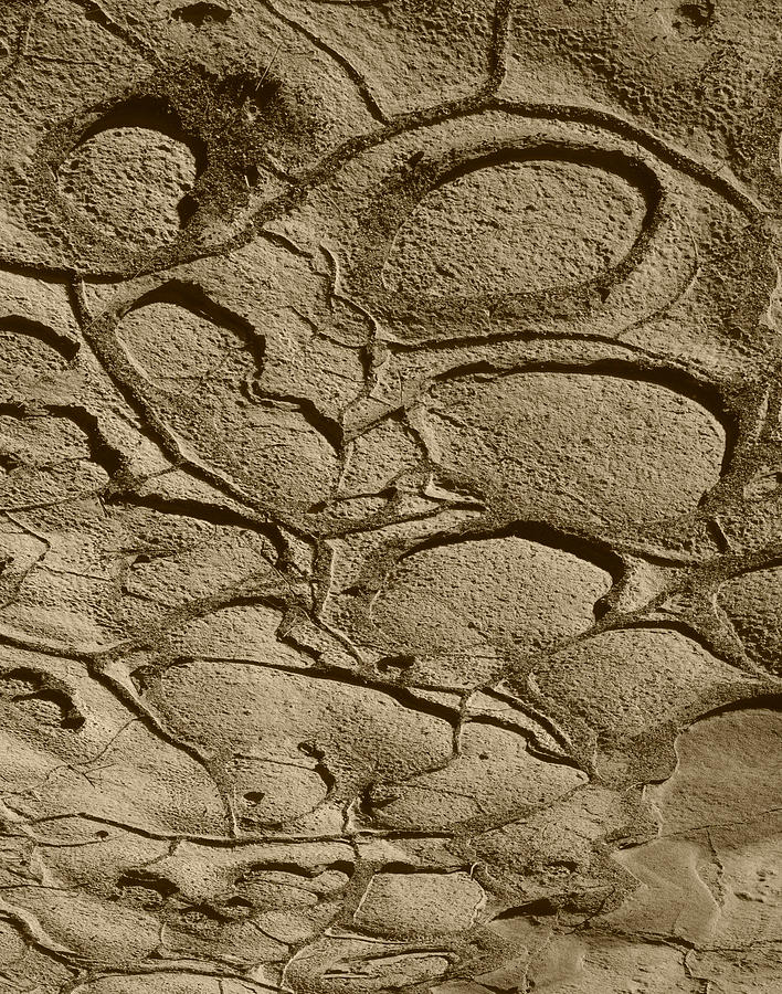 Bronze Mud Patterns #1 Photograph by Tom Daniel