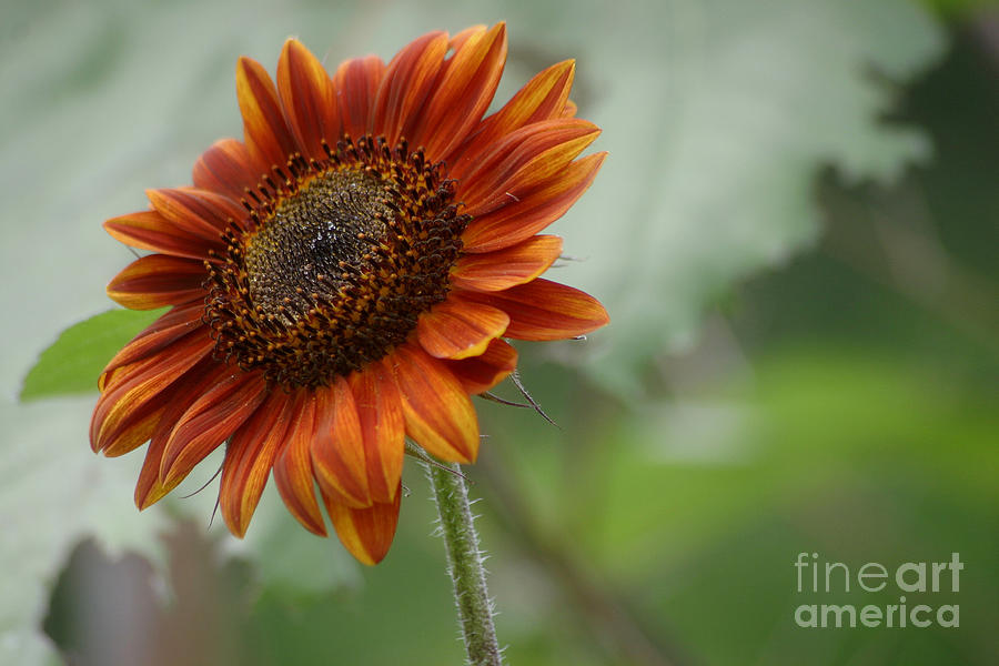 Bronze Sunflower Photograph by Living Color Photography Lorraine Lynch