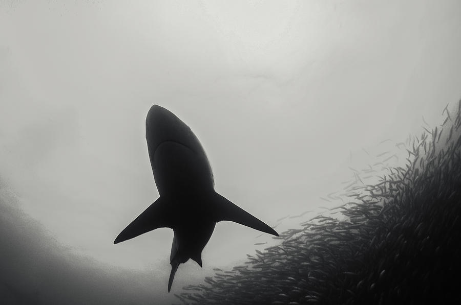 Bronze whaler shark emerges from a large sardine bait ball during the sardine run off the east coast of South Africa. Photograph by By Wildestanimal